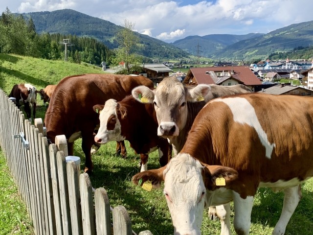 Kühe kommen zu Besuch