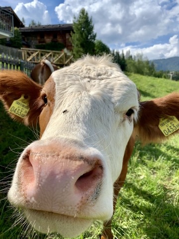in der Wiese vor dem Appartement
