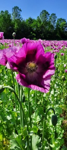 Mohnblüte im Juni