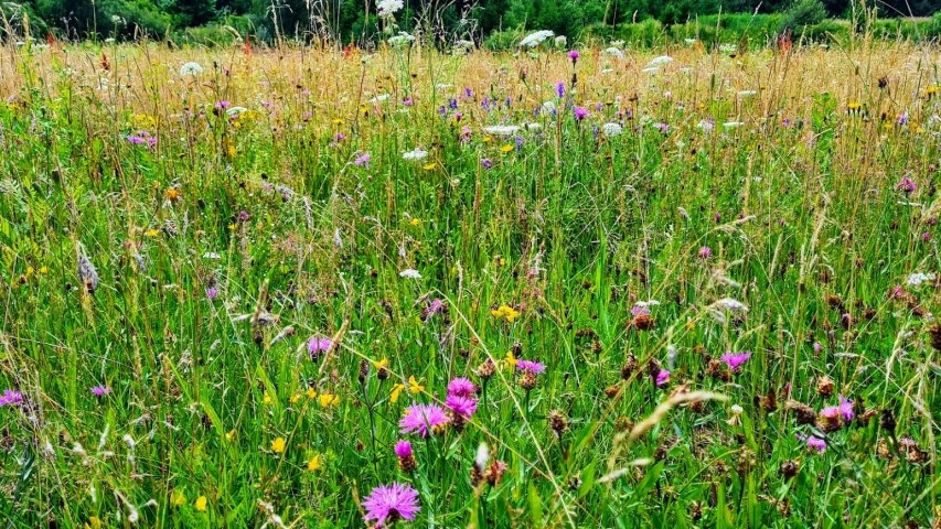 Blumenwiese