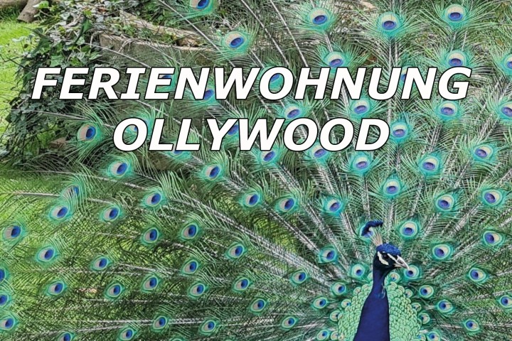 Unser Pfau Paul