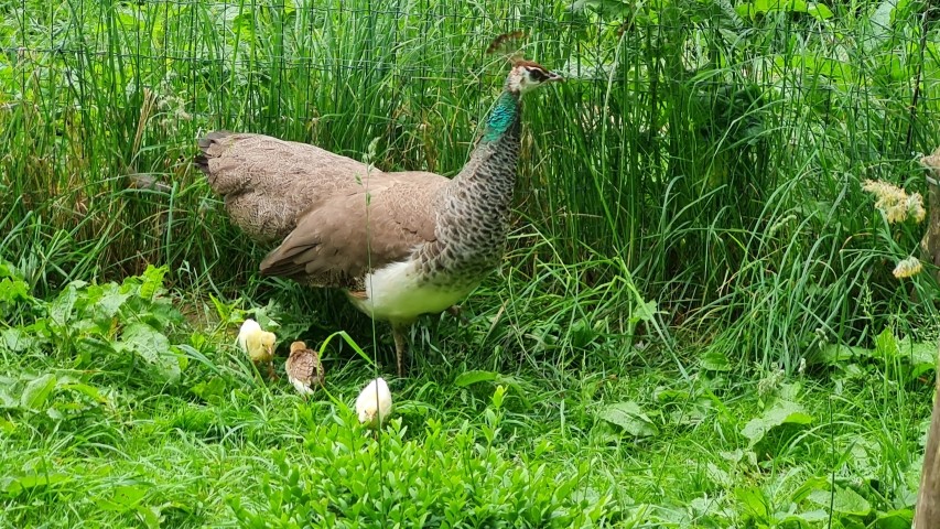Pfauhenne mit Küken