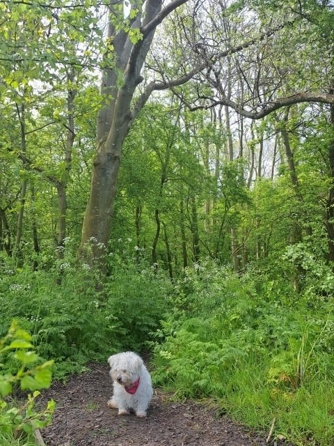 Spazierweg im Wald