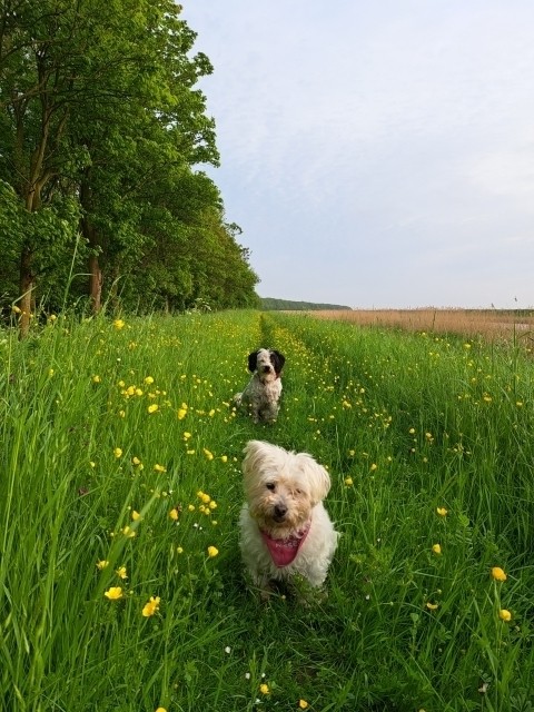 Spazierweg auf dem Deich