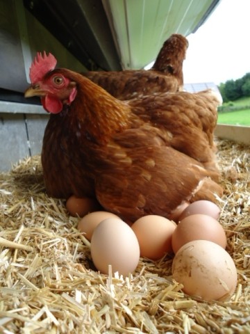 Huhn