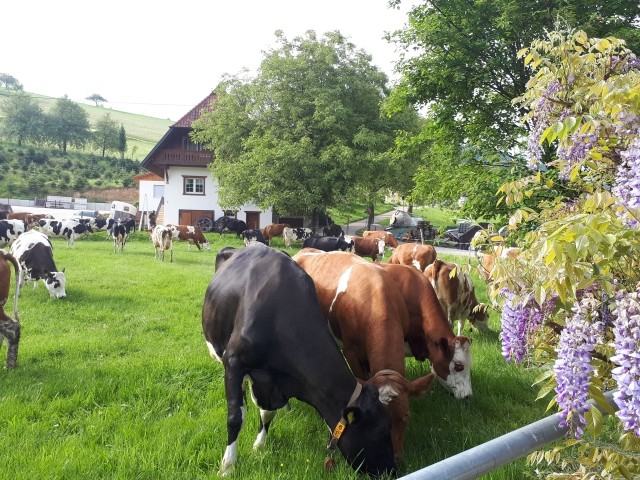 Kühe auf der Weide