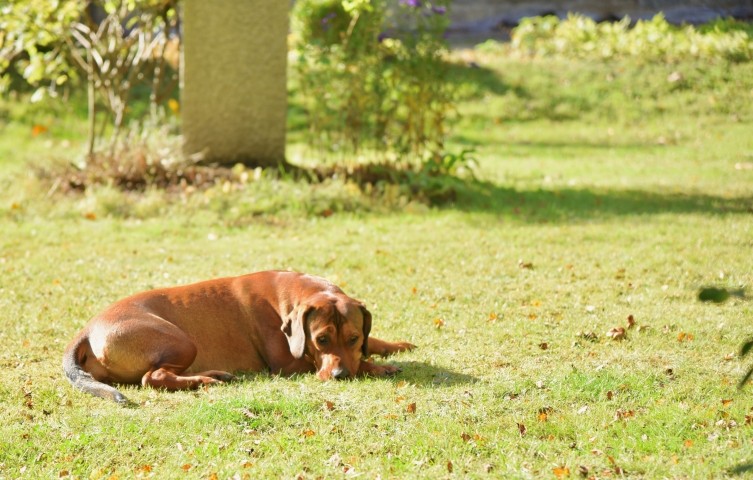 Hundeglück