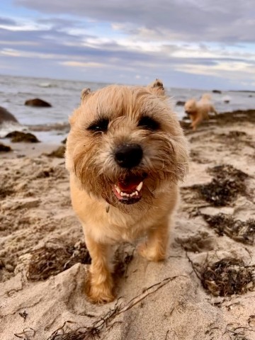 Happy Dogs