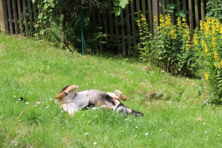 Hundefreuden im Garten