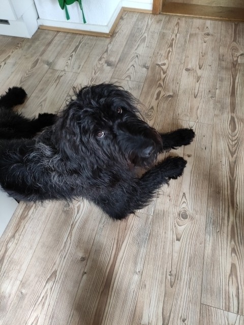Unsere "Milo"