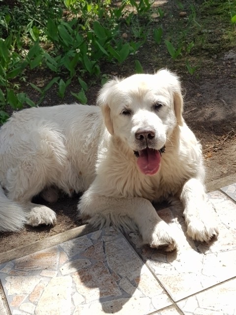 Unser alter Benny