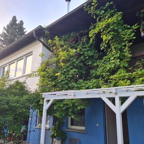 Kiwi Pergola