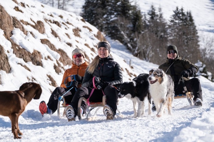 Schlitten fahren mit Hunden