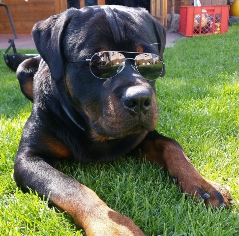 Hundeurlaub