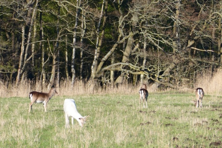 der weiße Hirsch