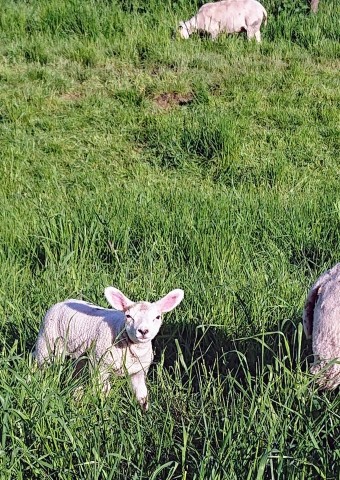 Lammetjes im Frühjahr