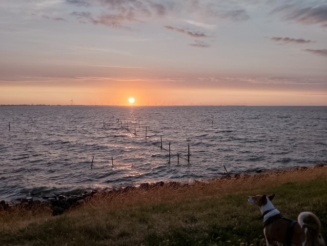 Hundeglück auf dem Deich