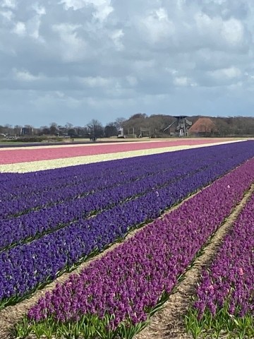 Im April ist Tulpenzeit!