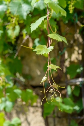 an der Weinrebe dürfen die Gäste sich bedienen. an der Weinrebe dürfen die Gäste sich bedienen.