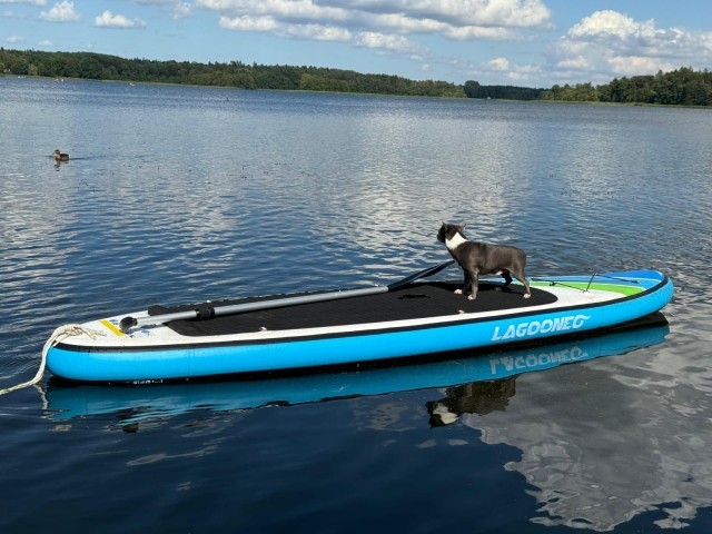 Urlaub mit Hund