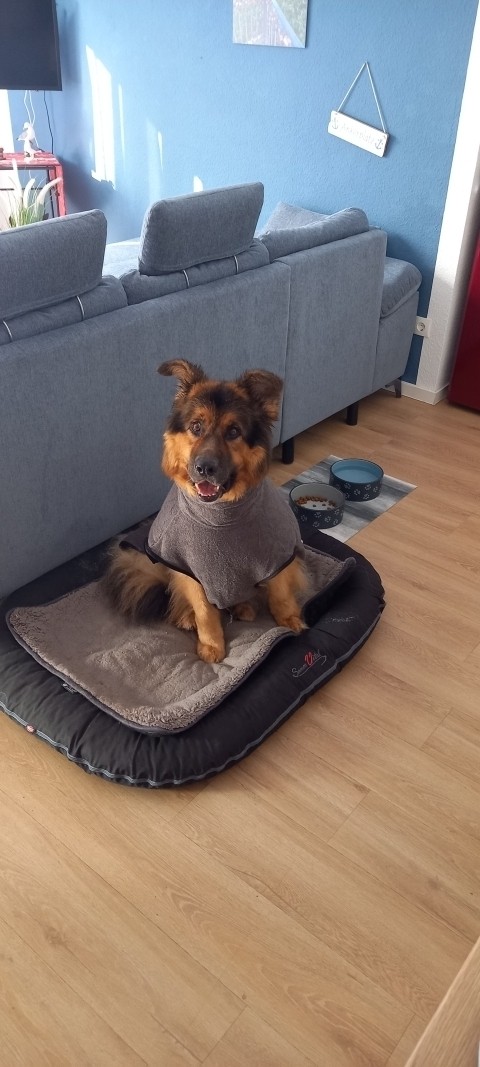 Hundeplatz