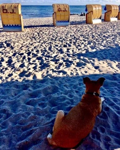 Hundestrand 