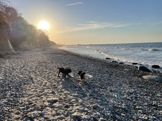 Spielen am Hundestrand - Ost im Mai