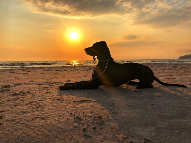 Urlaub mit Hund