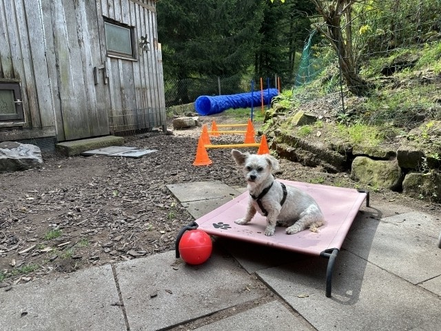 Hundespielplatz mit Agility/Degility Pacours