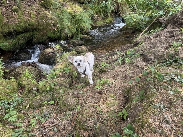 Hundespielplatz direkter Bachzugang nur mit Leine