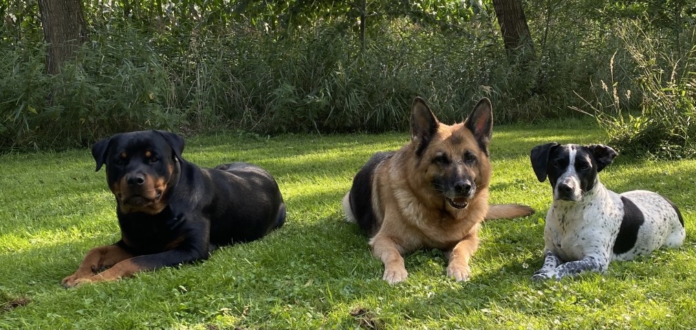 Spaß auf der Wiese