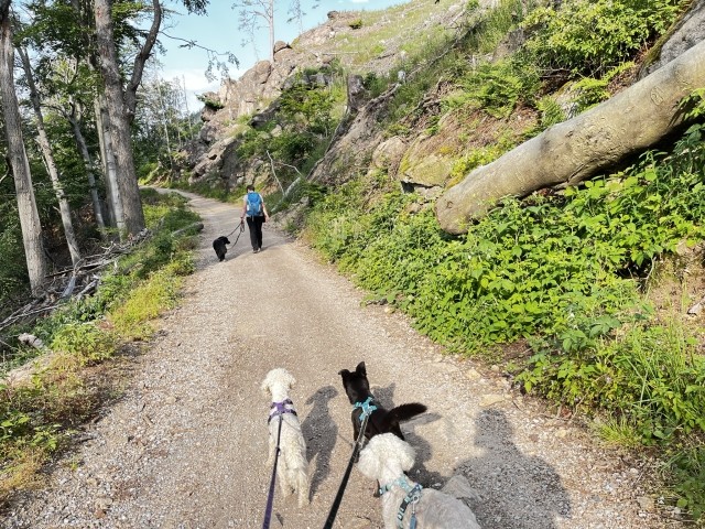 Im Ilsetal im Harz