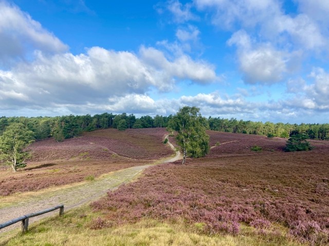 Lüneburger Heide