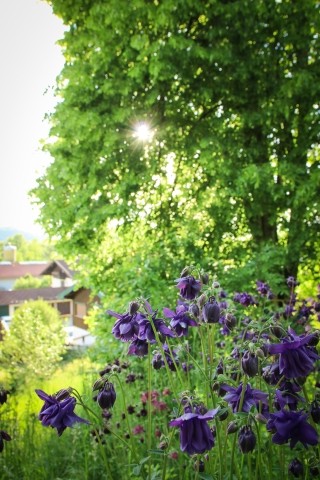 Abendsonne an der Ferienwohnung