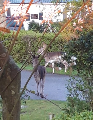 Besucher im Park