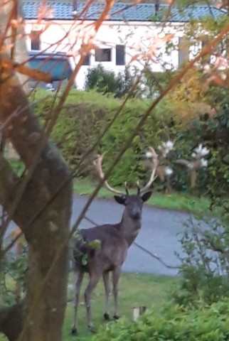 Besucher im Park