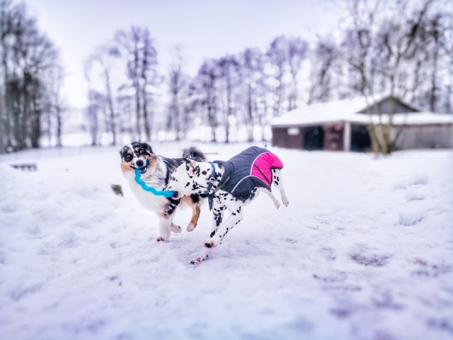 Auch im Winter gibts Spass