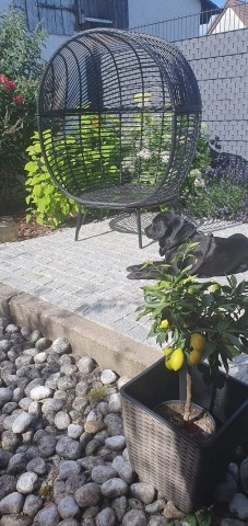 Auch unsere Hündin Ronja fühlt sich auf den warmen Steinen wohl