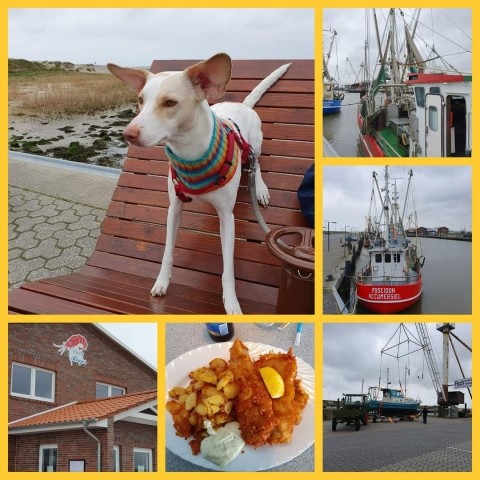 Hafen Dornumersiel mit Fisch Rinjes 