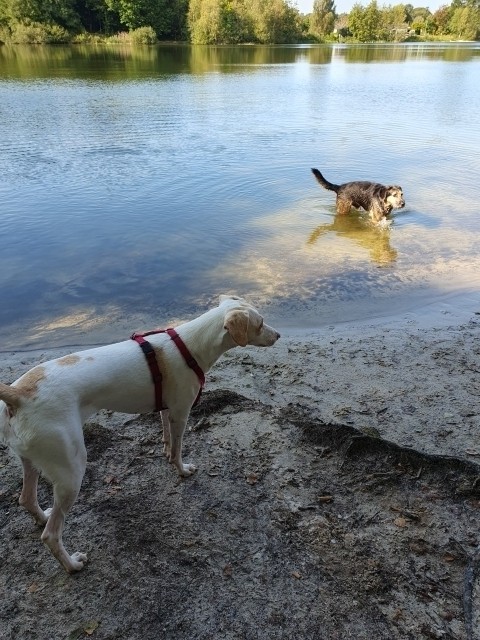 Badespaß Hundebadestelle Kiessee 