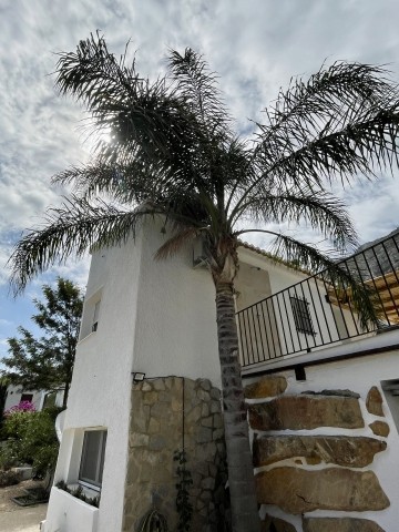 Haus mit Palme