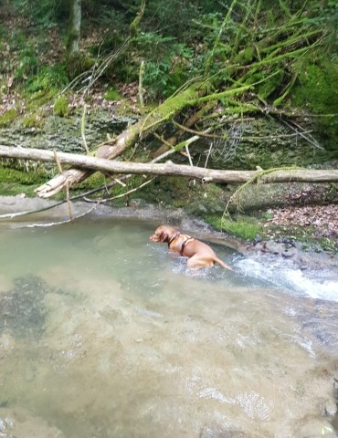 Hundebadestelle im Wald, direkt bei uns am Haus