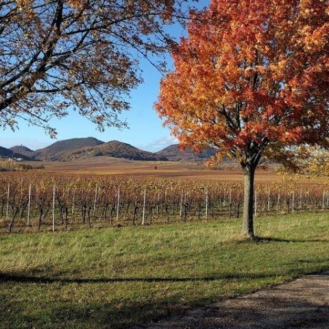 Die Umgebung: Herbst im Weinberg