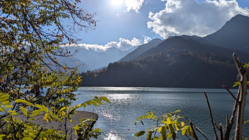Ledrosee