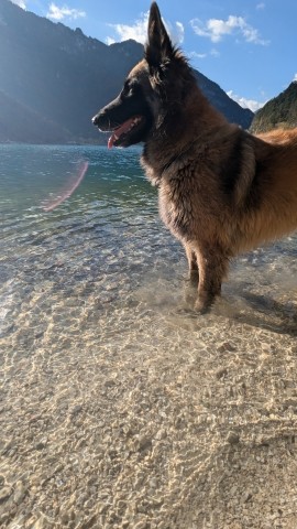 Hunde willkommen