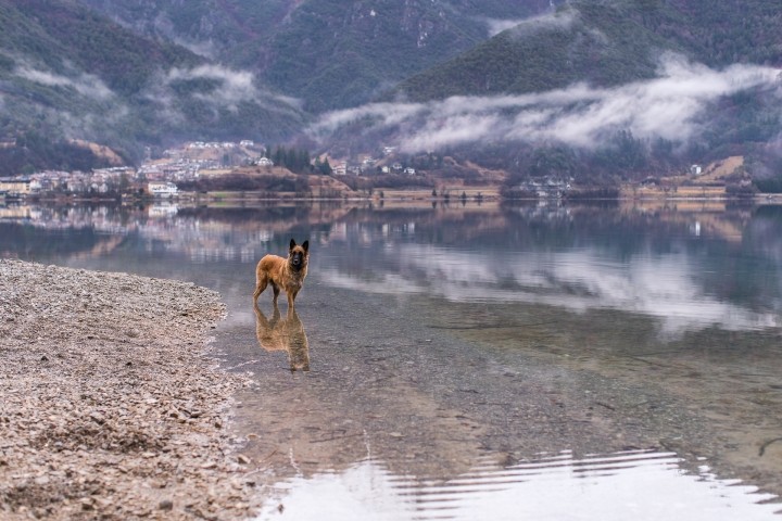 Natur pur! Ideal für Urlaub mit dem Hund 
