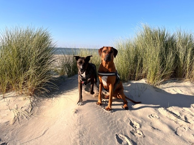 Meine  Hunde  Cooper und Carlos