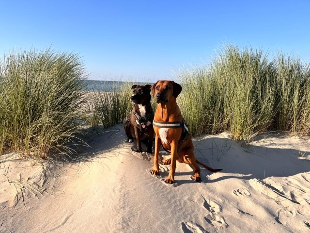 Meine Hunde Cooper und Carlos