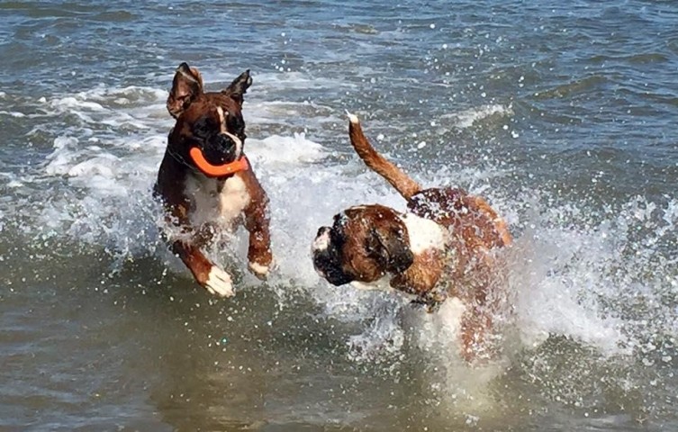 Ohne Leine toben unsere Boxies im Wasser