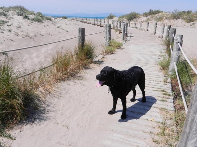 Auf dem Weg durch die Dünen zum Meer 